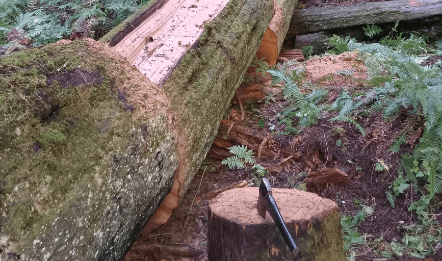 Tree Removal